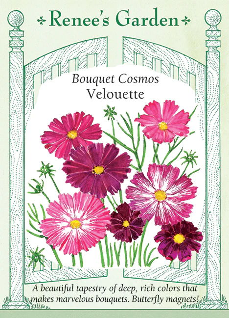 RG Bouquet Cosmos Velouette